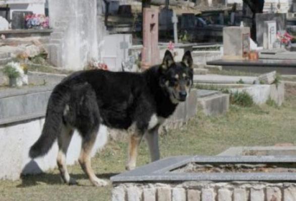 Un câine refuză să plece de lângă mormântul stăpânului său